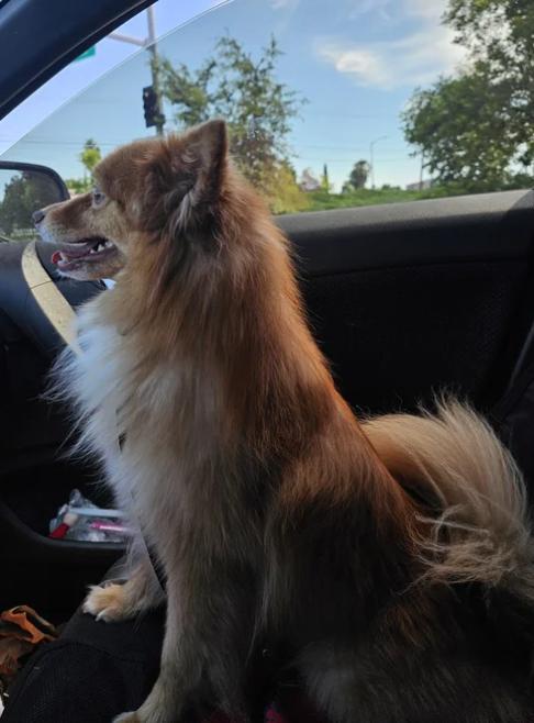 Enlarge Rusty Foxington, an adoptable Pomeranian in Davis, CA image 3/6