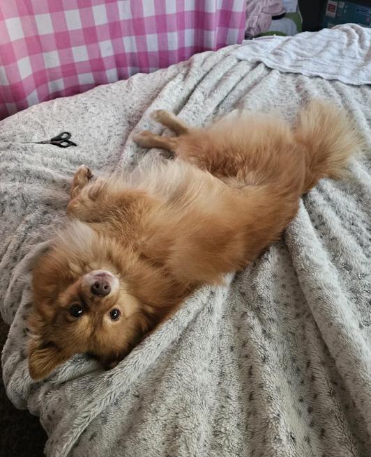 Enlarge Rusty Foxington, an adoptable Pomeranian in Davis, CA image 2/6