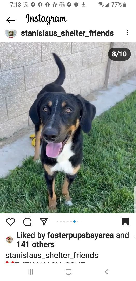 Enlarge Social Hound Mix EMERY for Adoption, a Adopted mixed breed in Oakland, CA image 1/5