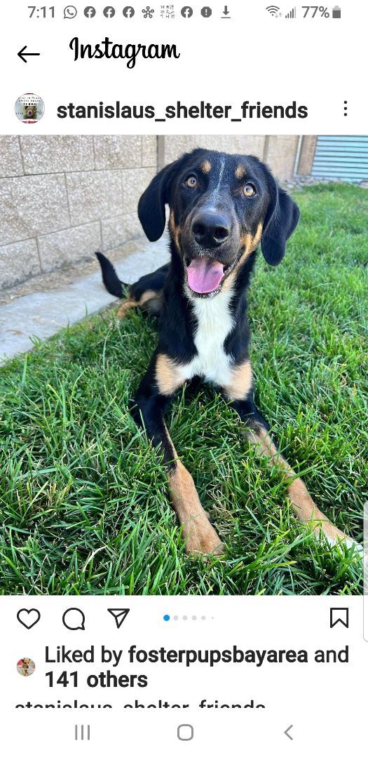 Enlarge Social Hound Mix EMERY for Adoption, a Adopted mixed breed in Oakland, CA image 2/5
