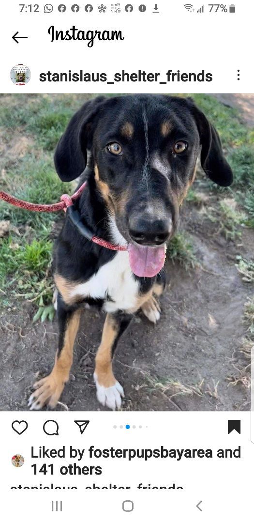 Enlarge Social Hound Mix EMERY for Adoption, a Adopted mixed breed in Oakland, CA image 3/5