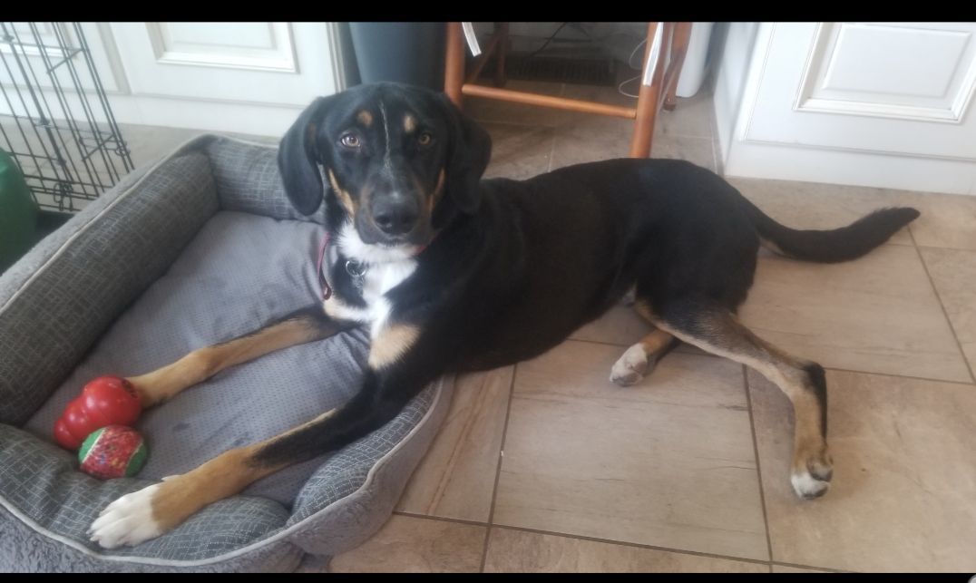 Enlarge Social Hound Mix EMERY for Adoption, a Adopted mixed breed in Oakland, CA image 4/5