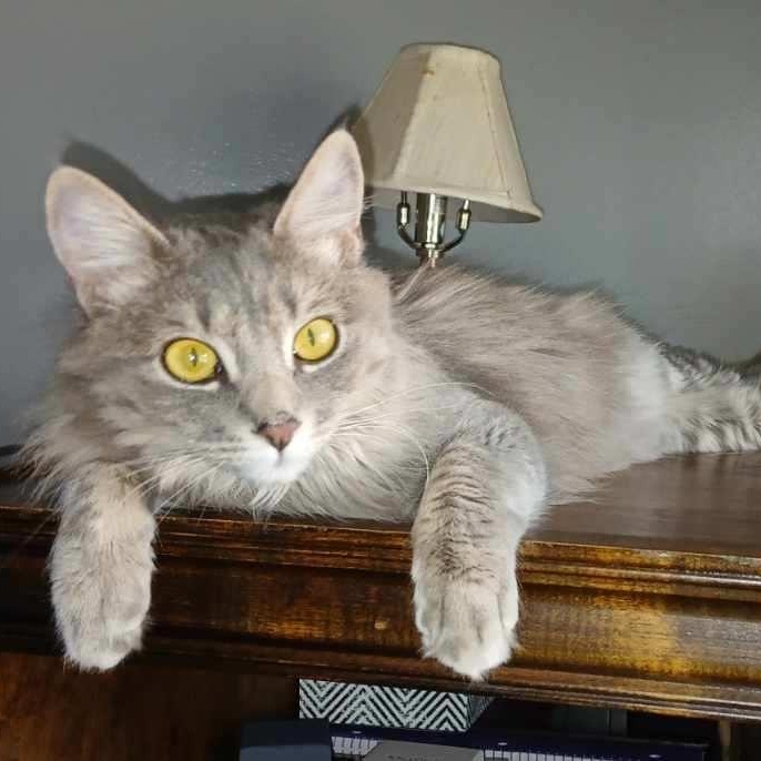 Gracie