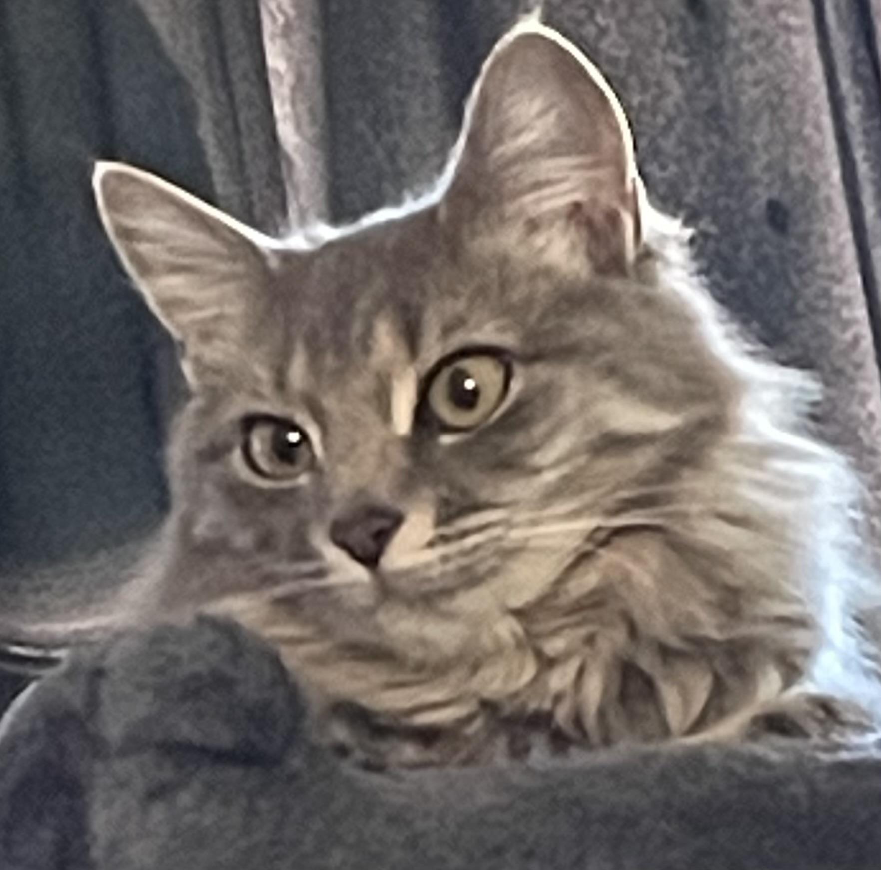 Gracie