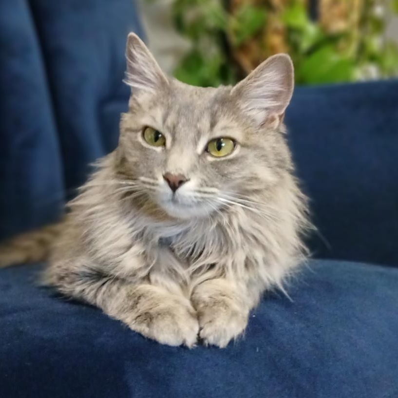 Gracie