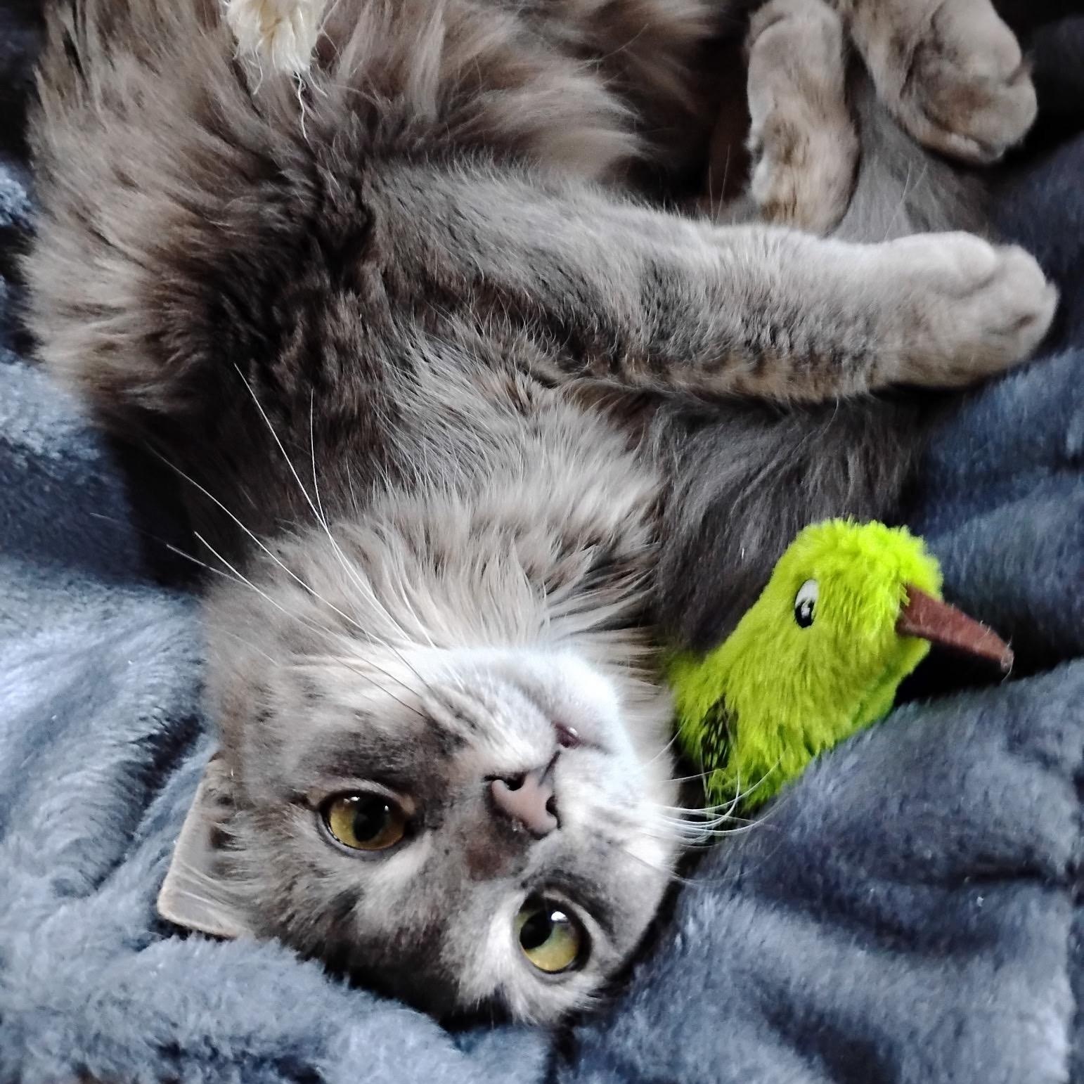 Gracie