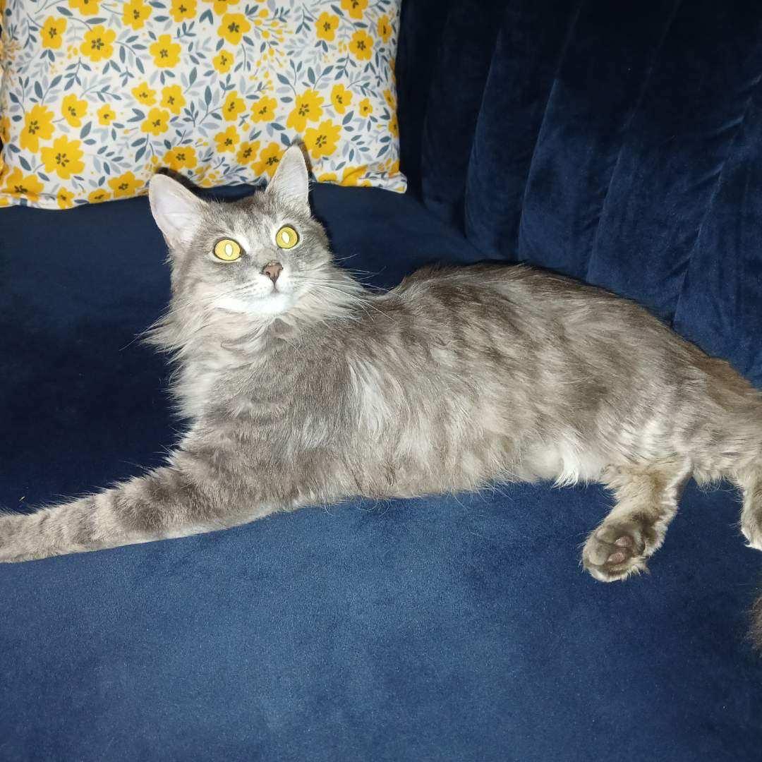 Gracie