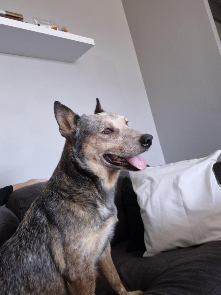Ellie, Adoptable, Adult Female Australian Cattle Dog / Blue Heeler.