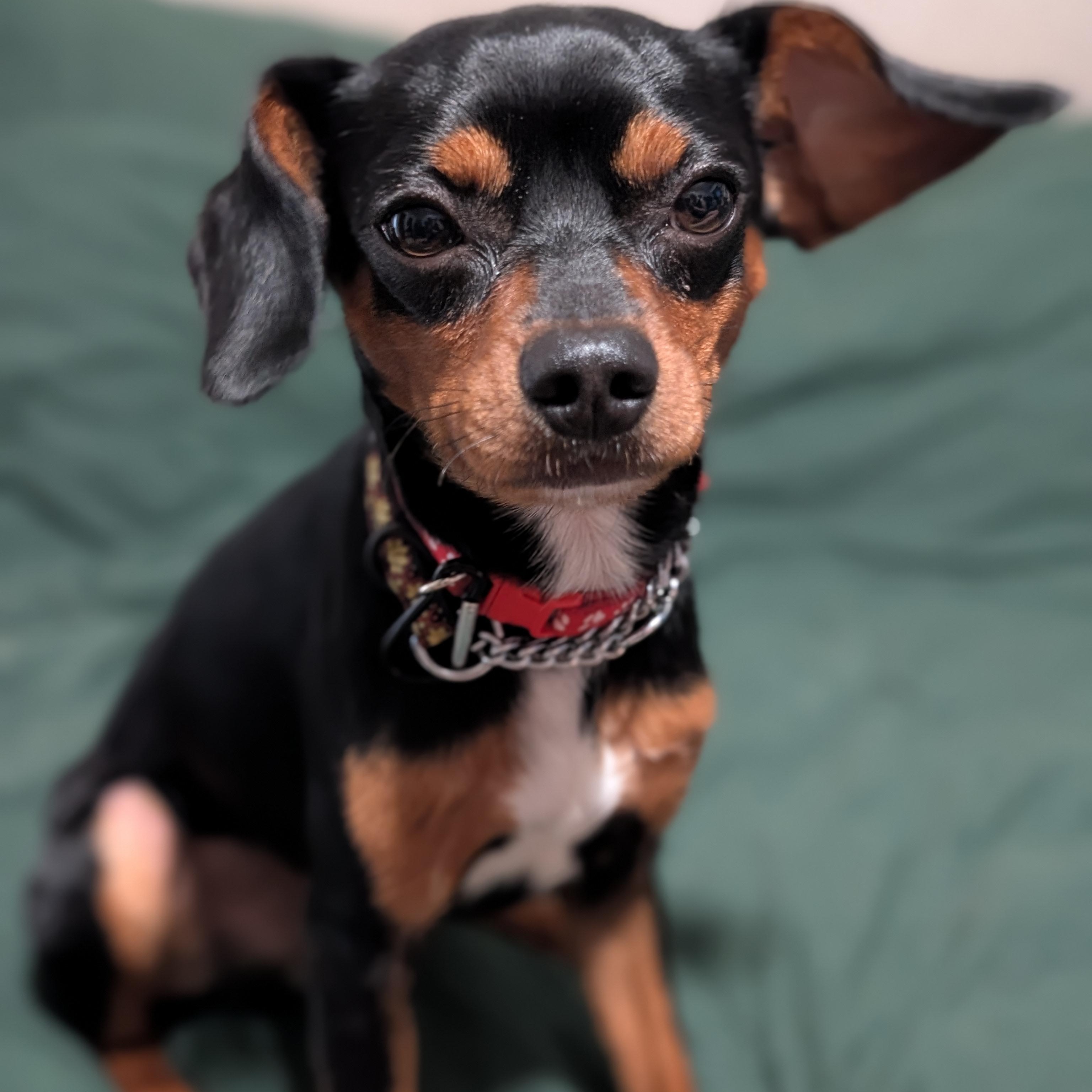 Pogo