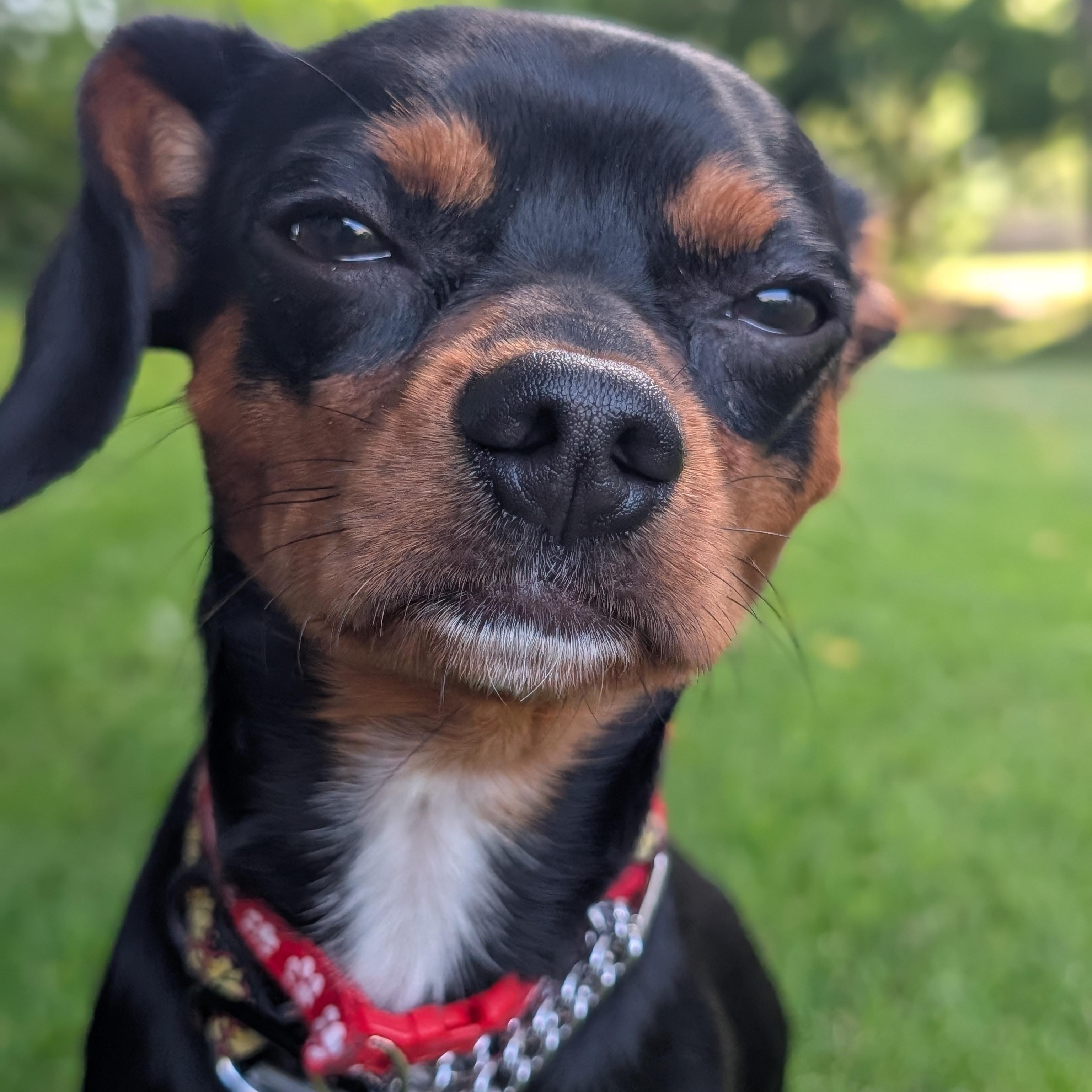Pogo