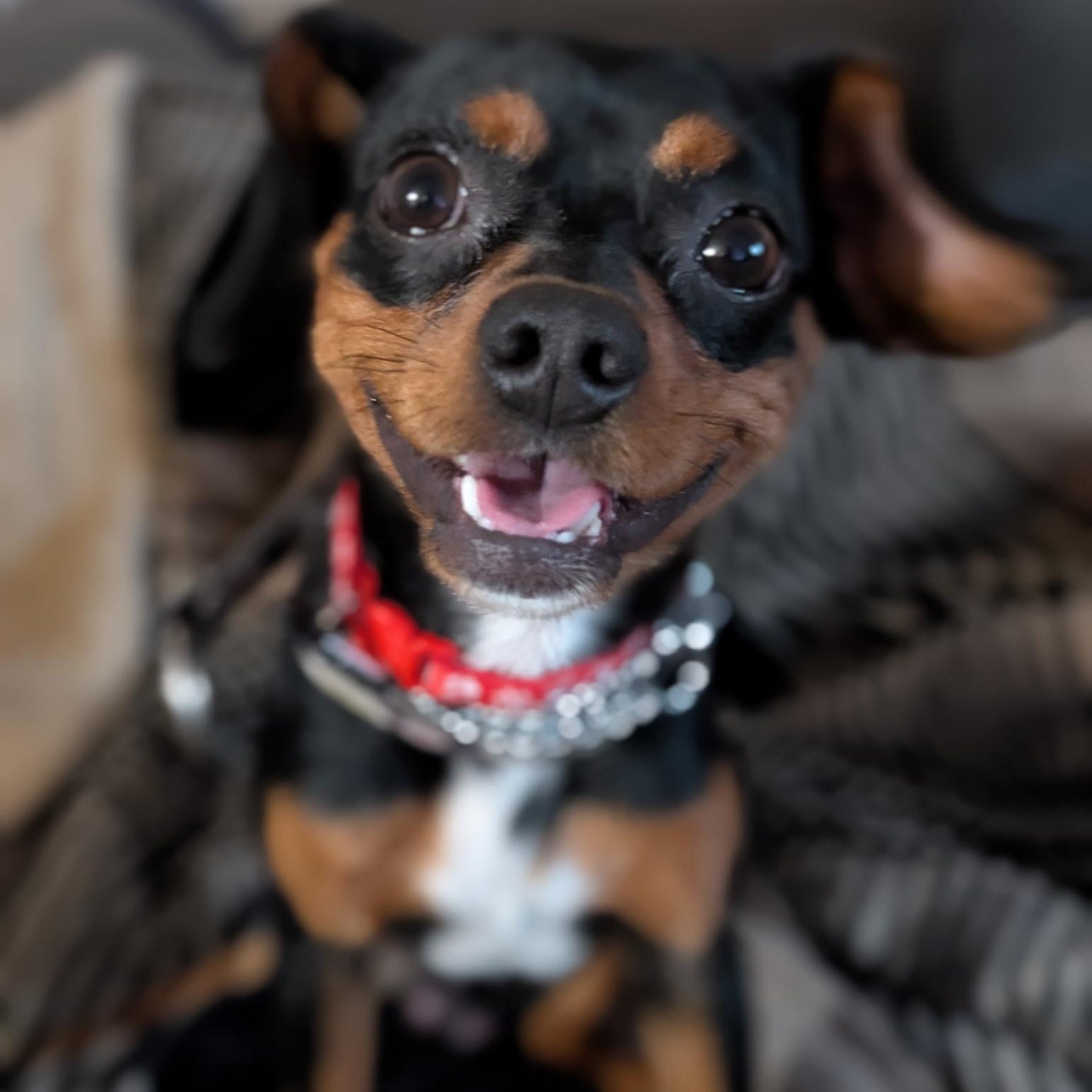 Pogo
