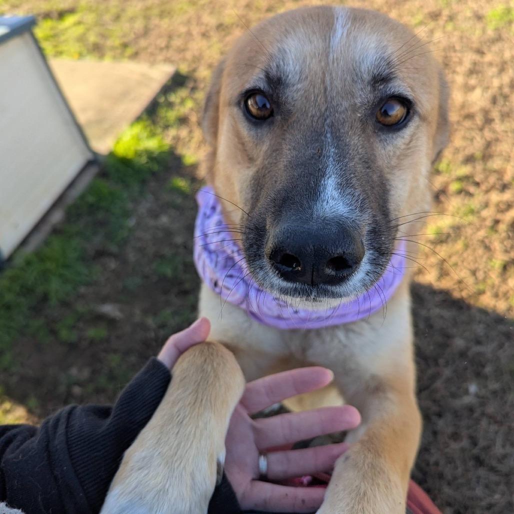 Enlarge Hersbury (Adoption Fee Sponsored) *AVAILABLE IN FOSTER*, a Adoptable Mixed Breed in Columbiana, AL image 1/6