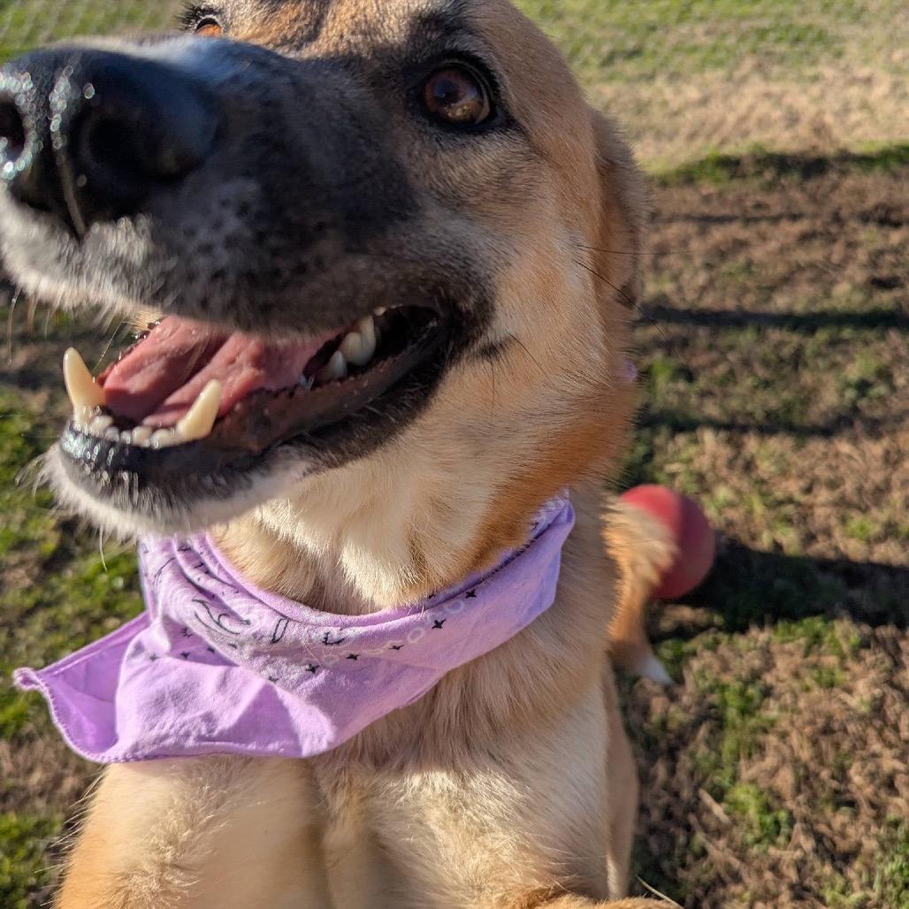 Enlarge Hersbury (Adoption Fee Sponsored) *AVAILABLE IN FOSTER*, a Adoptable Mixed Breed in Columbiana, AL image 2/6