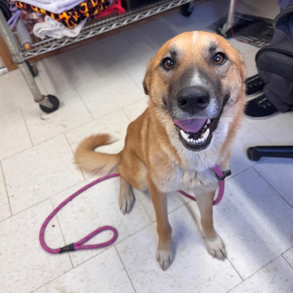 Enlarge Hersbury (Adoption Fee Sponsored) *AVAILABLE IN FOSTER*, a Adoptable Mixed Breed in Columbiana, AL image 4/6