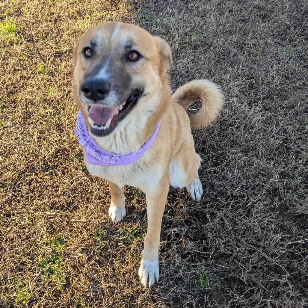 Enlarge Hersbury (Adoption Fee Sponsored) *AVAILABLE IN FOSTER*, a Adoptable Mixed Breed in Columbiana, AL image 5/6