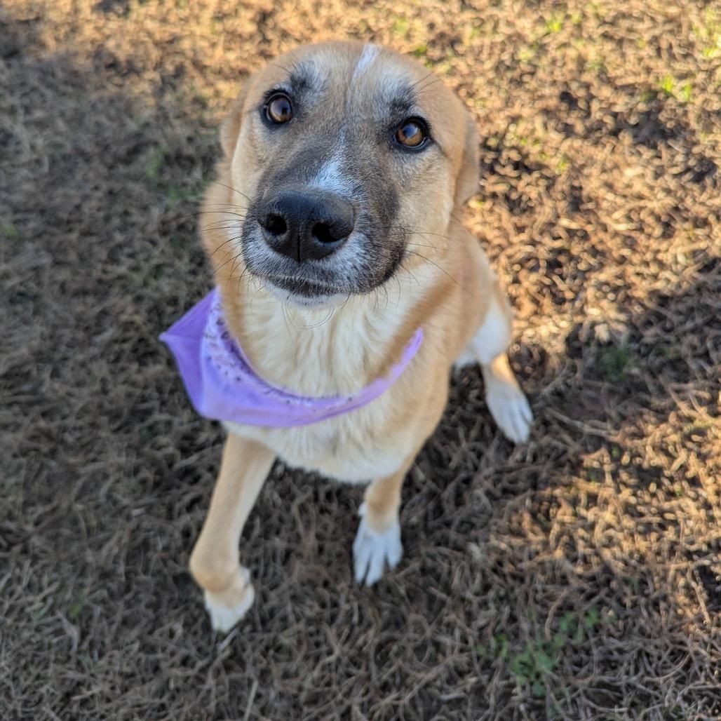 Enlarge Hersbury (Adoption Fee Sponsored) *AVAILABLE IN FOSTER*, a Adoptable Mixed Breed in Columbiana, AL image 6/6