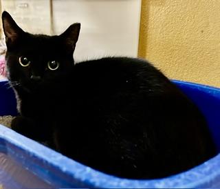 Enlarge Peepers, a Adopted Domestic Short Hair in Phoenix, AZ image 2/2