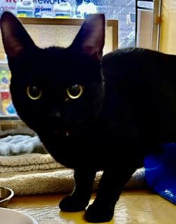 Enlarge Peepers, a Adopted Domestic Short Hair in Phoenix, AZ image 1/2