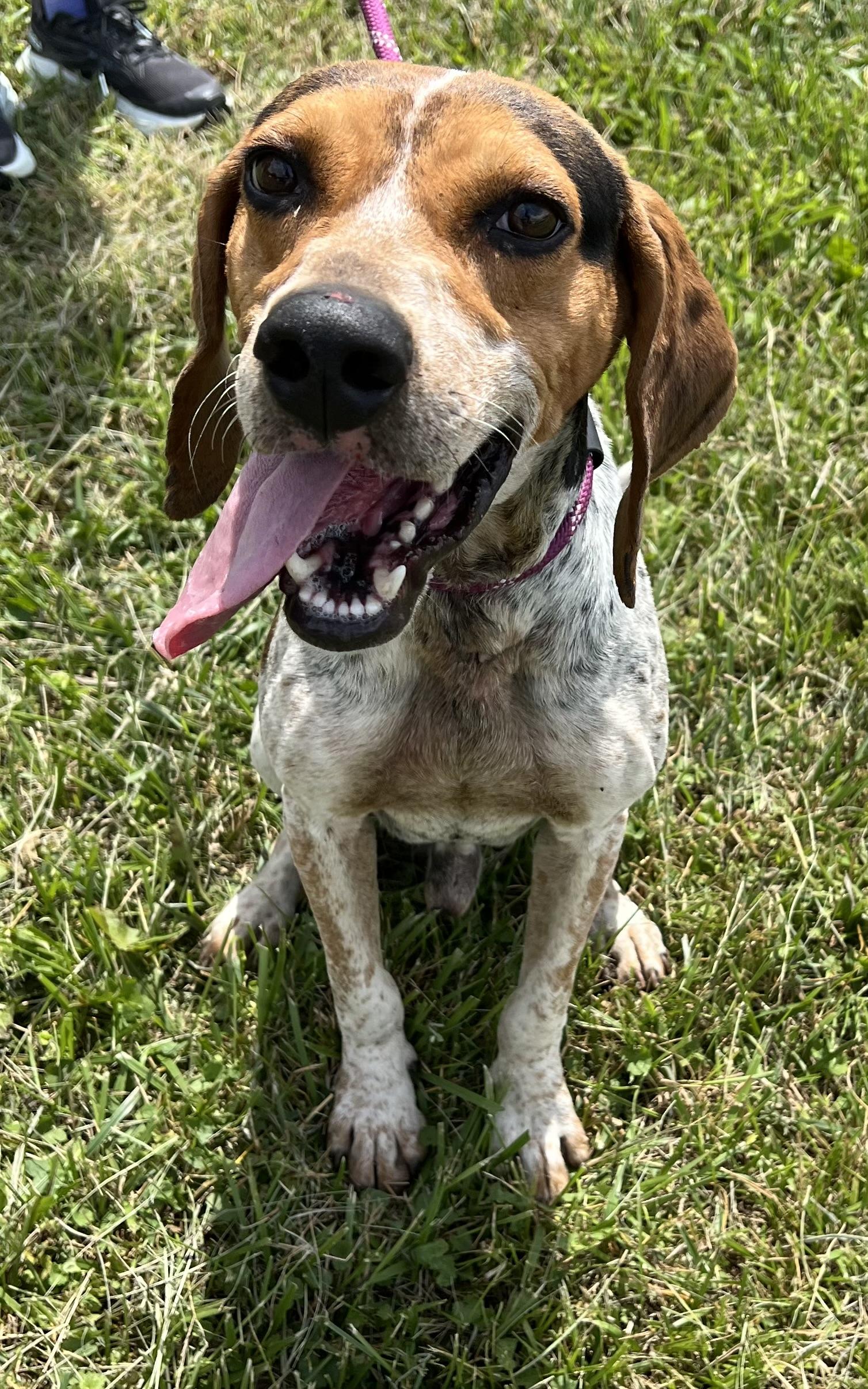 Summit, a ADOPTABLE Bluetick Coonhound in sparta, NC image 1/5