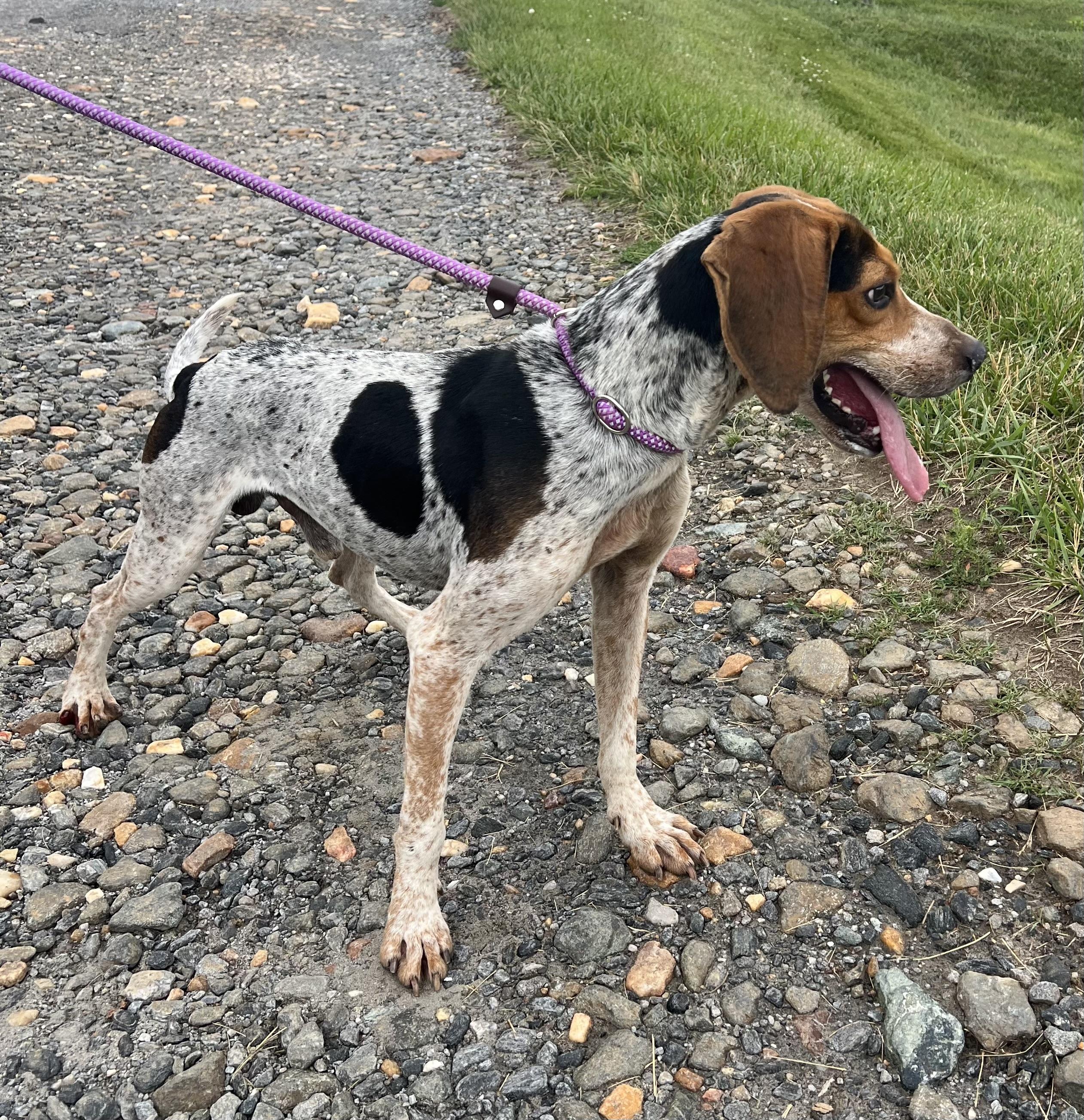 Summit, a ADOPTABLE Bluetick Coonhound in sparta, NC image 2/5