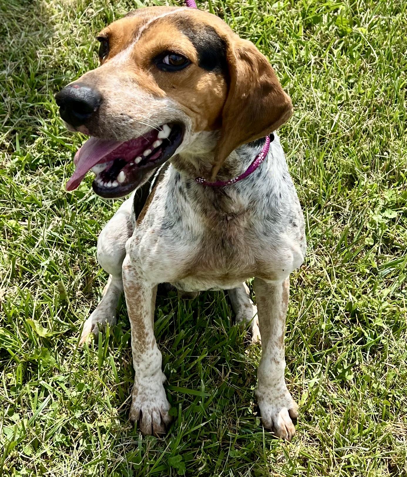 Summit, a ADOPTABLE Bluetick Coonhound in sparta, NC image 5/5