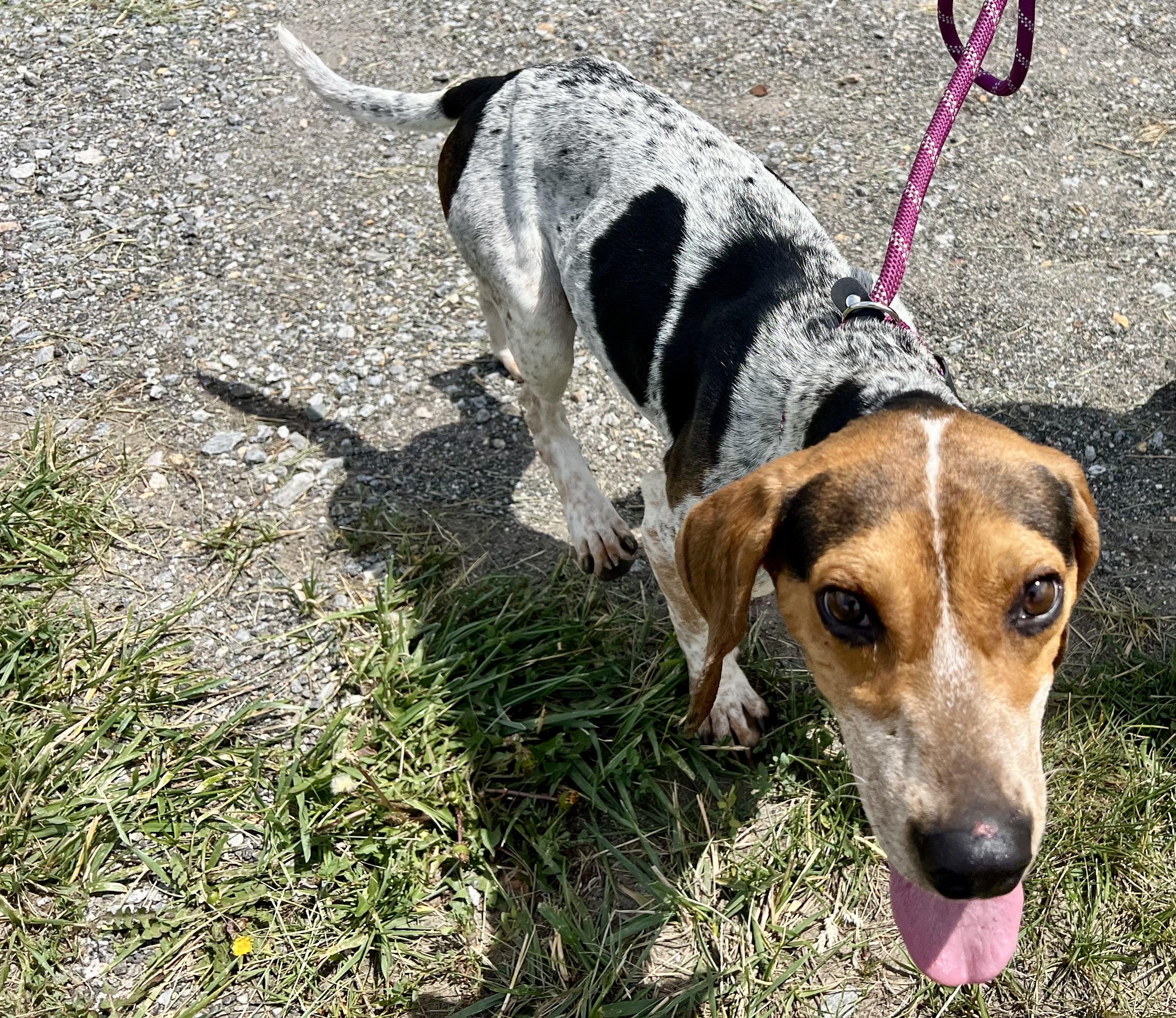 Summit, a ADOPTABLE Bluetick Coonhound in sparta, NC image 4/5