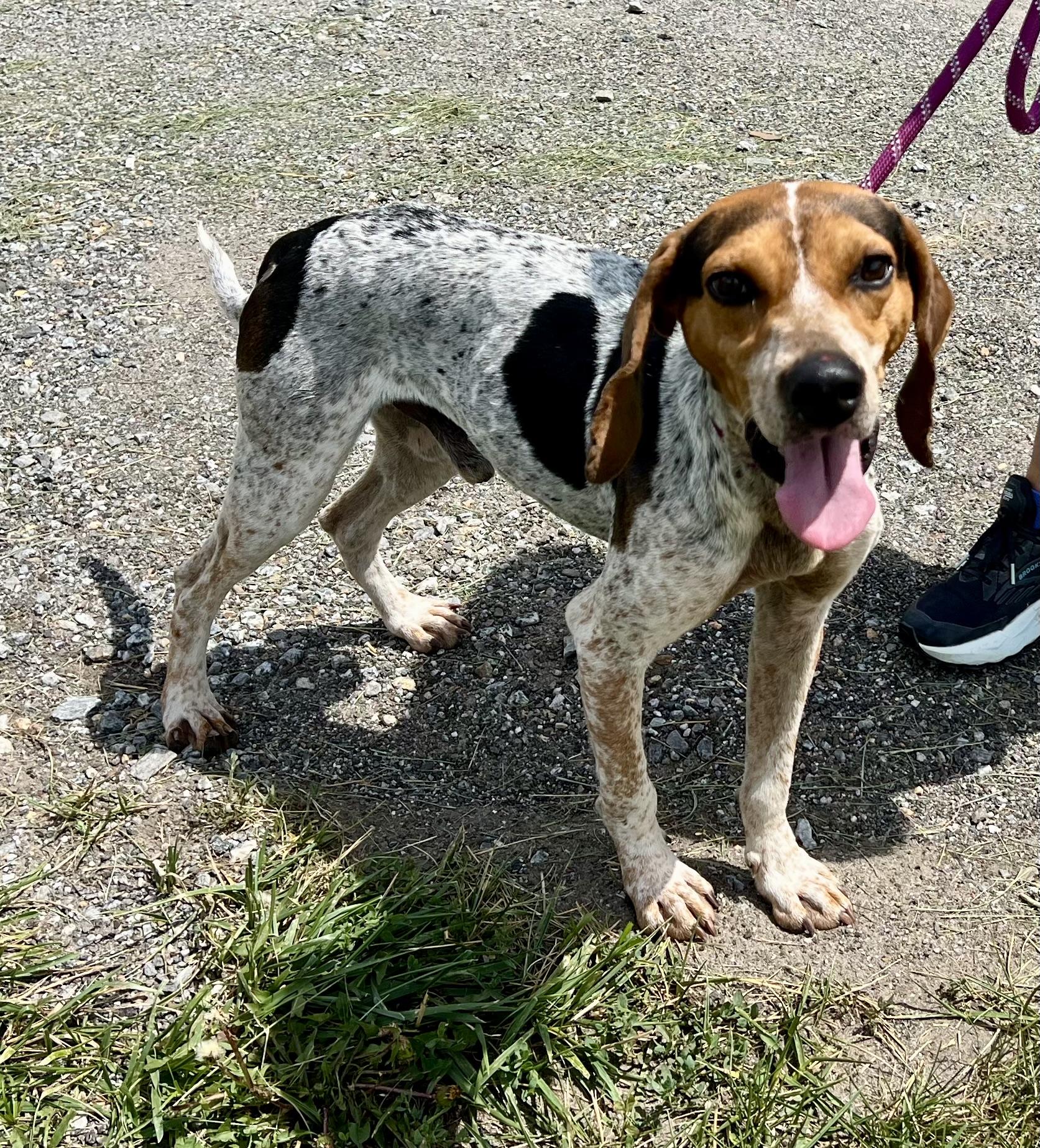 Summit, a ADOPTABLE Bluetick Coonhound in sparta, NC image 3/5