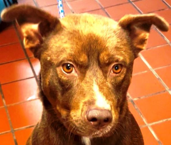 Paddy(fka Summit), beautiful and Super sweet boy, loves everyone !., Adoptable, Young Male Chocolate Labrador Retriever & American Bully.