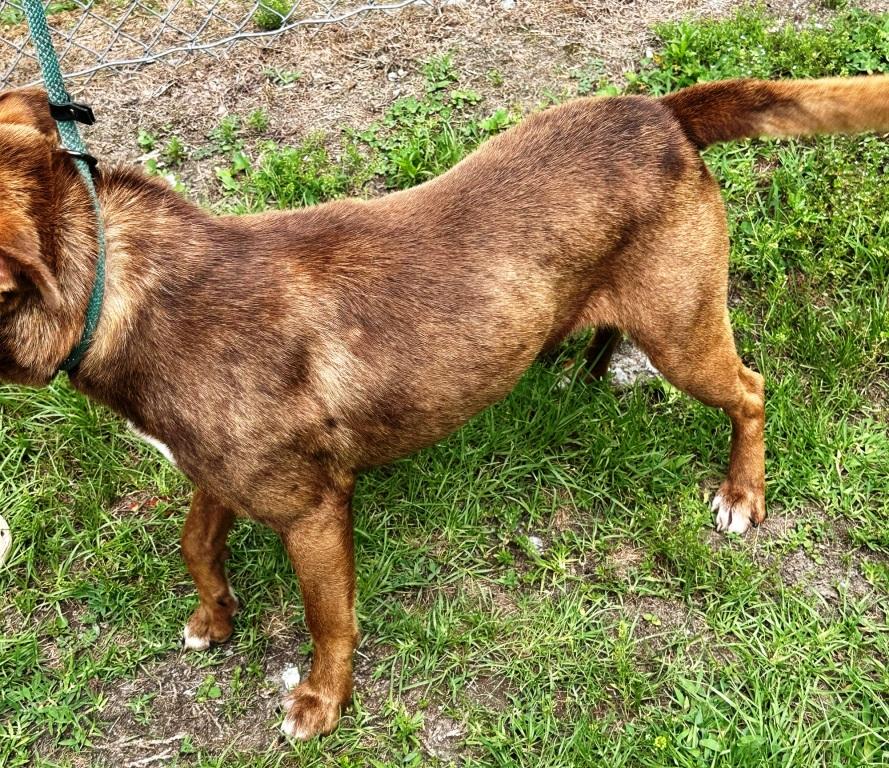 Paddy(fka Summit), beautiful and Super sweet boy, loves everyone !., a Adoptable mixed breed in Richmond, VA image 3/6