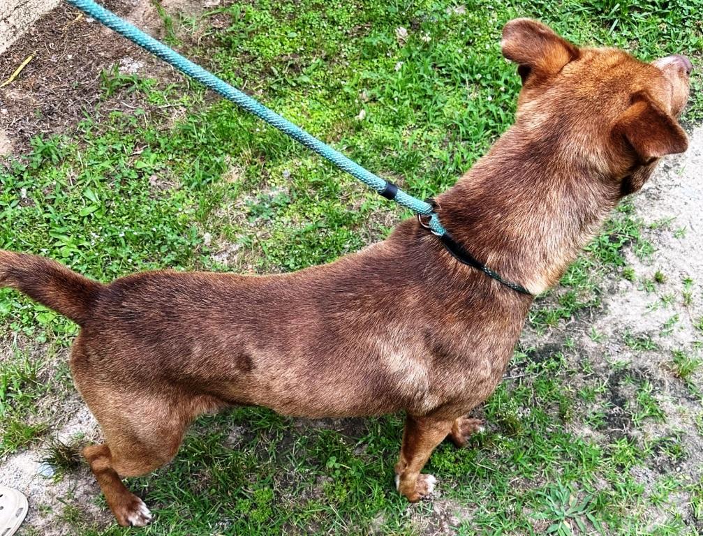 Summitt, beautiful and Super sweet boy, loves everyone ! photo 3