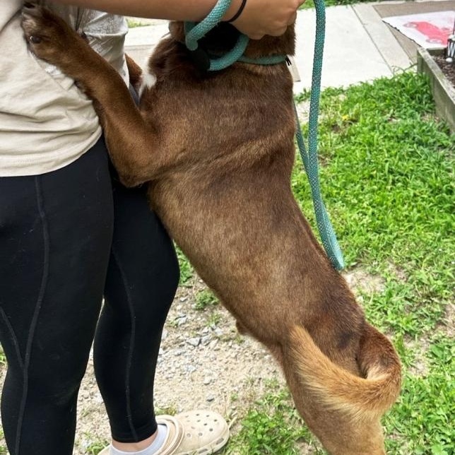 Summitt, beautiful and Super sweet boy, loves everyone ! photo 4