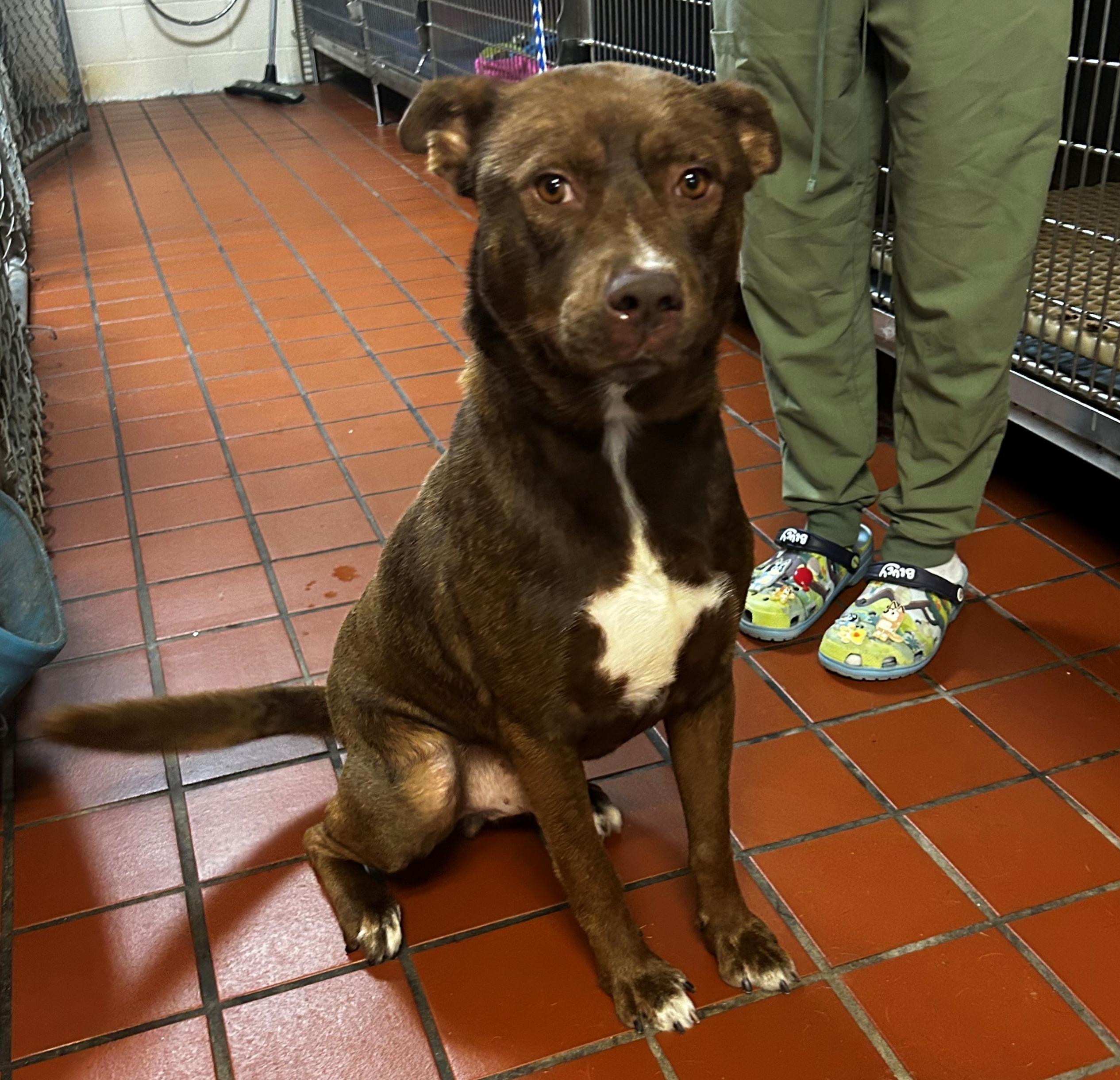 Paddy(fka Summit), beautiful and Super sweet boy, loves everyone !.