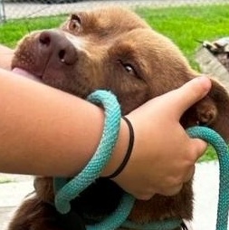 Paddy(fka Summit), beautiful and Super sweet boy, loves everyone !., a Adoptable mixed breed in Richmond, VA image 4/6