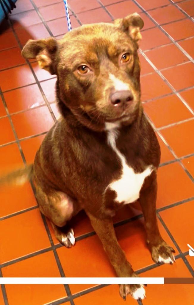 Paddy(fka Summit), beautiful and Super sweet boy, loves everyone !.