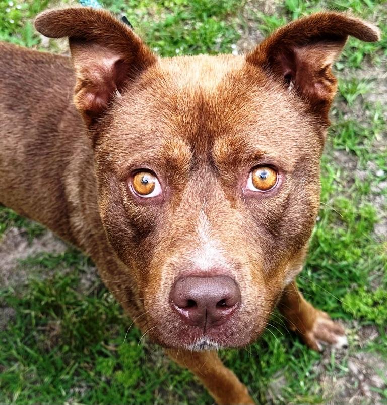 Summitt, beautiful and Super sweet boy, loves everyone !, Young Male Chocolate Labrador Retriever