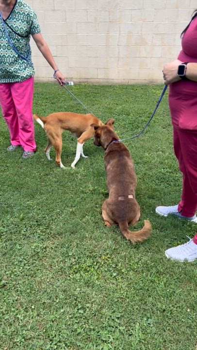 Enlarge Paddy(fka Summit), beautiful and Super sweet boy, loves everyone !., a Adoptable mixed breed in Richmond, VA video 5/6