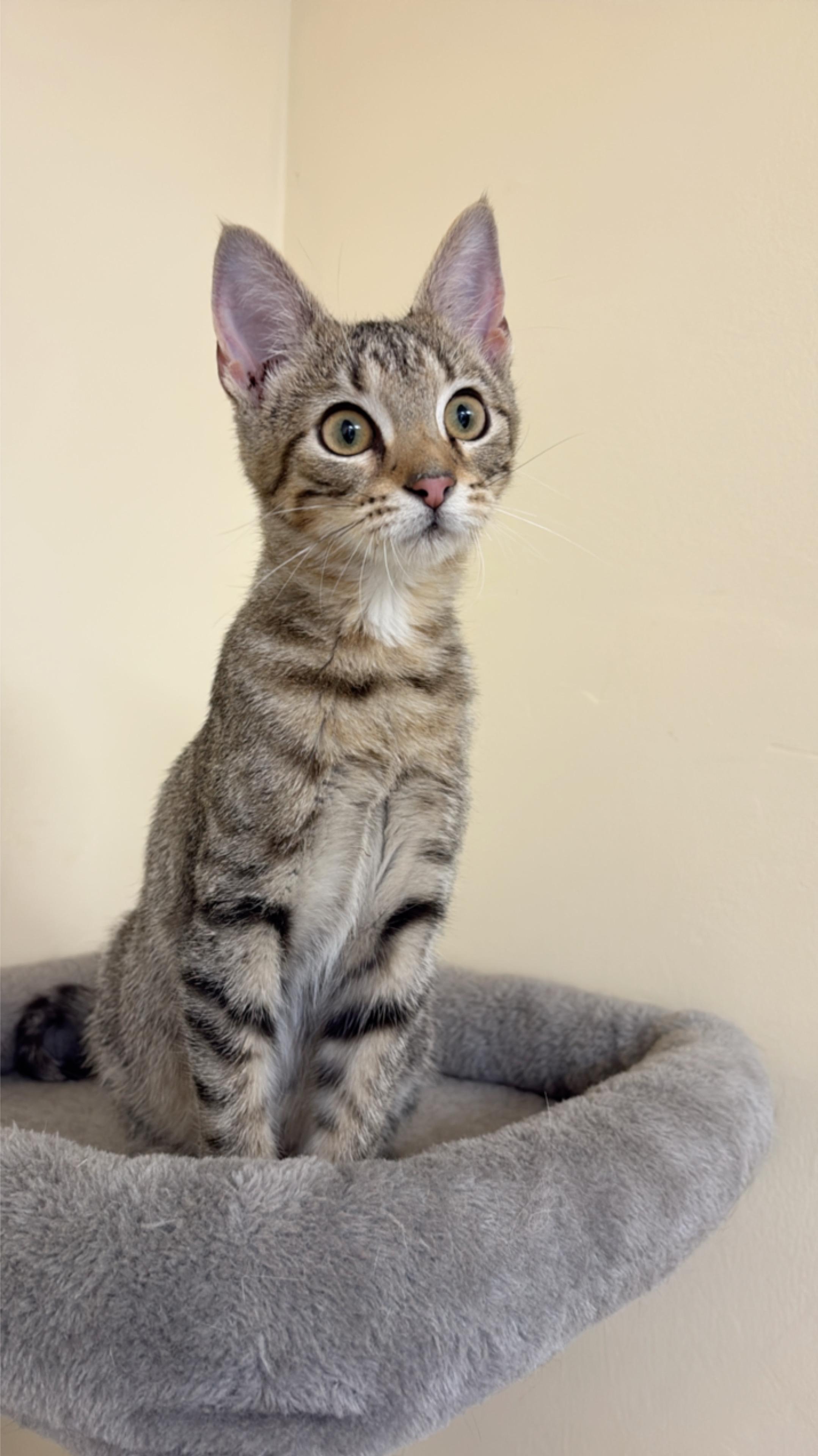 Enlarge Sage, a Adoptable Domestic Short Hair in Indianapolis, IN image 4/6