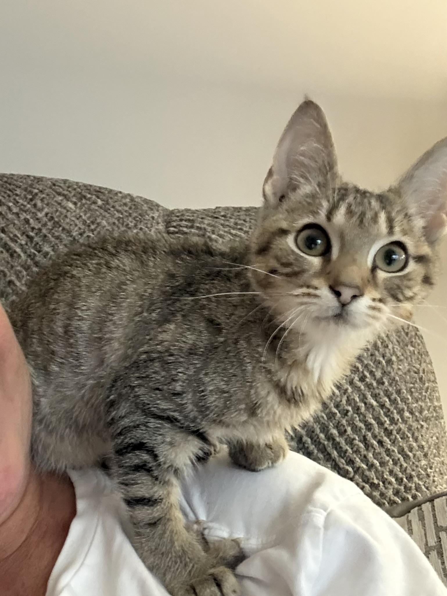 Enlarge Sage, a Adoptable Domestic Short Hair in Indianapolis, IN image 3/6