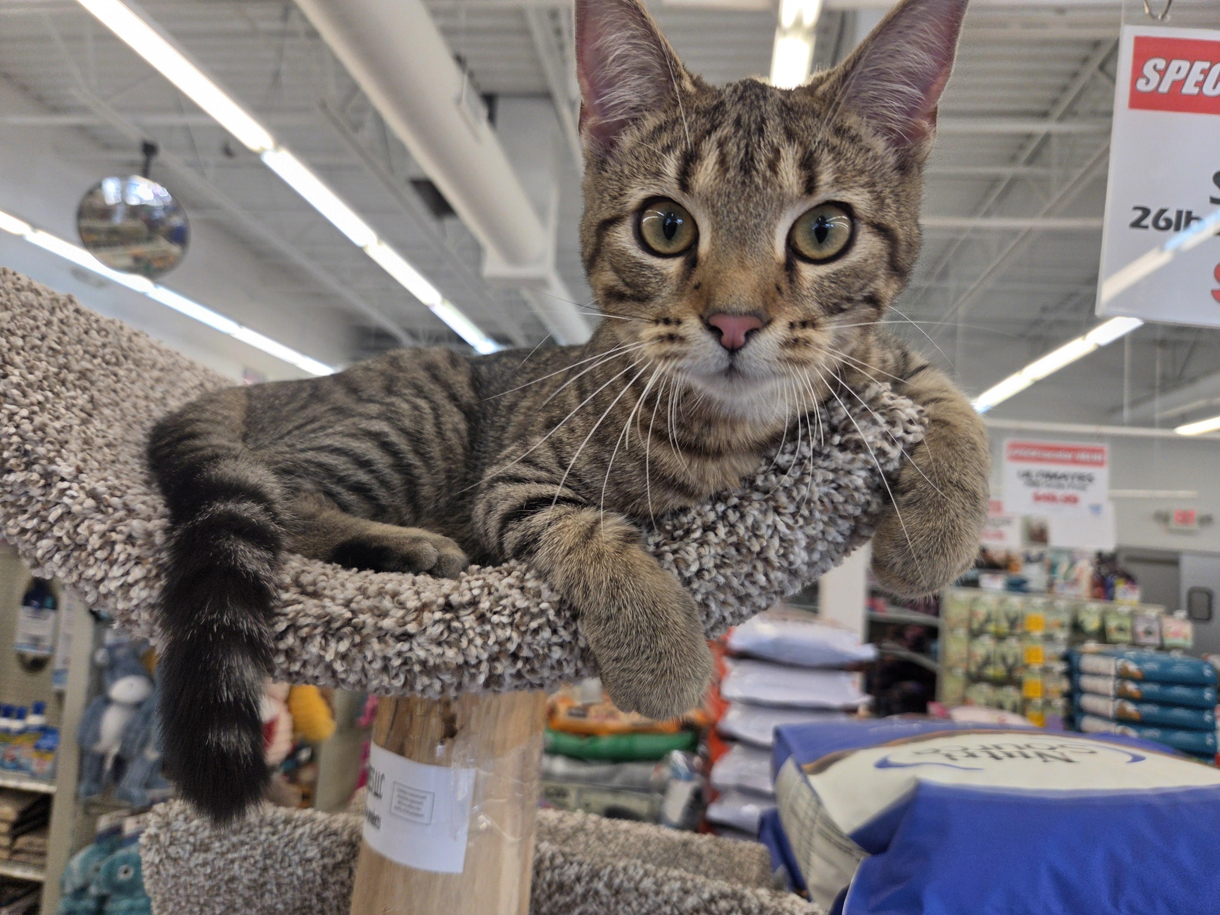 Sage, Adoptable, Kitten Female Domestic Short Hair.