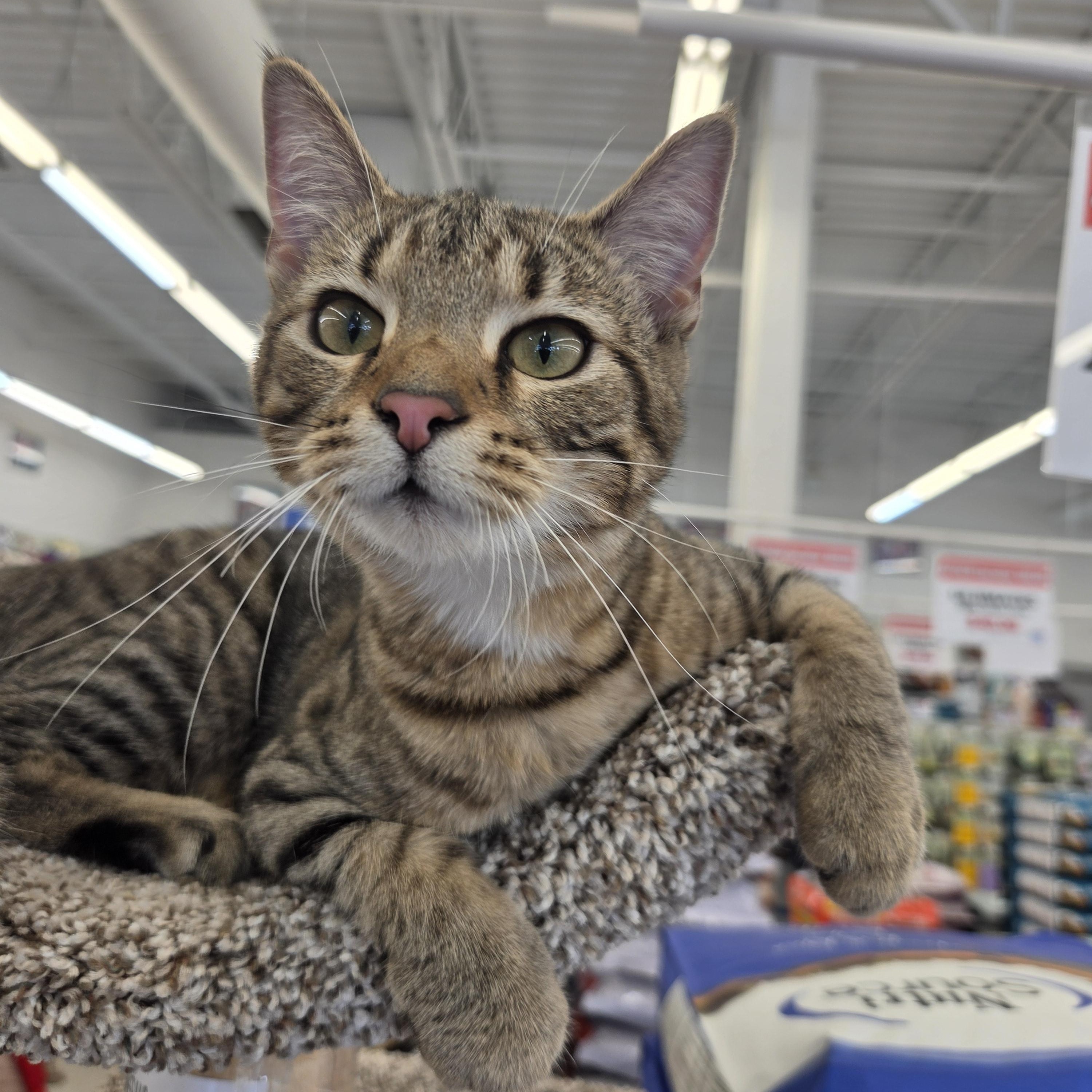 Enlarge Sage, a Adoptable Domestic Short Hair in Indianapolis, IN image 6/6