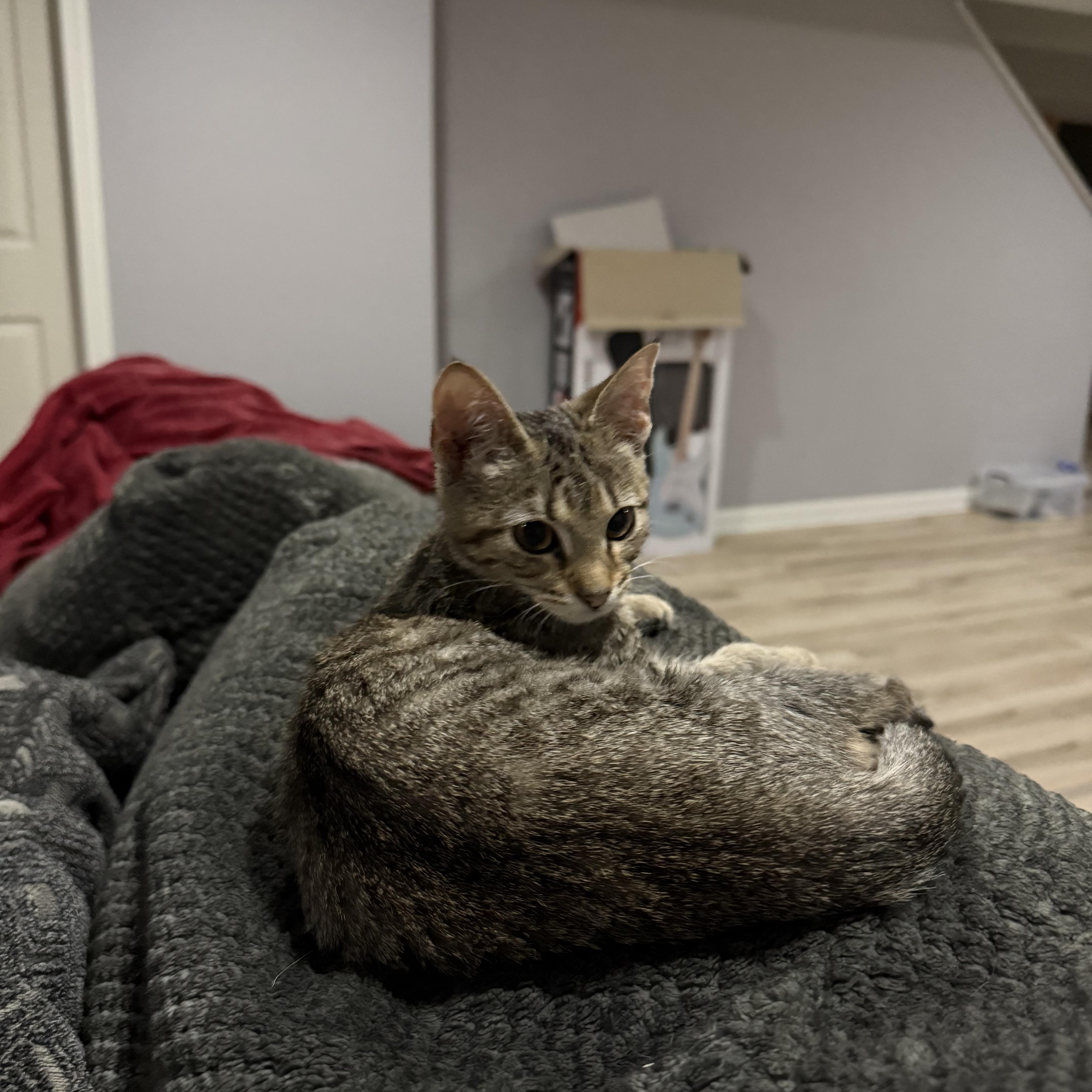 Enlarge Sage, a Adoptable Domestic Short Hair in Indianapolis, IN image 2/6