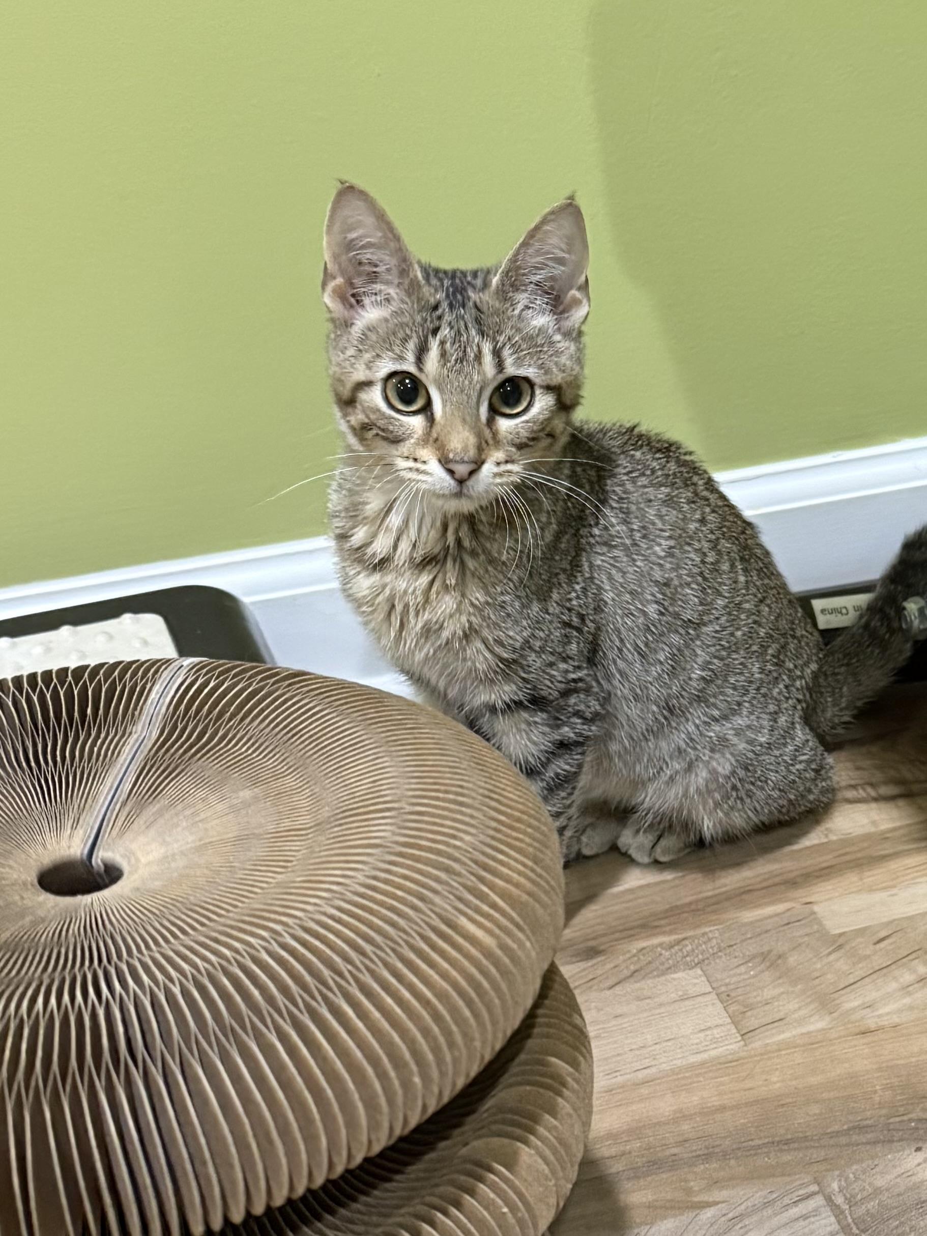 Sage, adoptable, Kitten Female Domestic Short Hair.