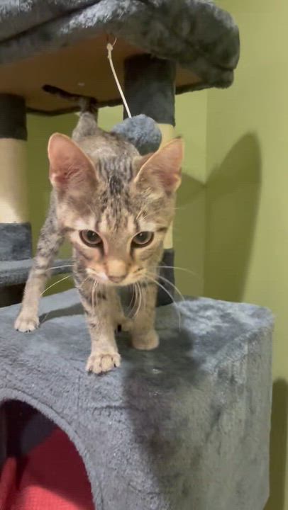 Enlarge Sage, a Adoptable Domestic Short Hair in Indianapolis, IN video 5/6