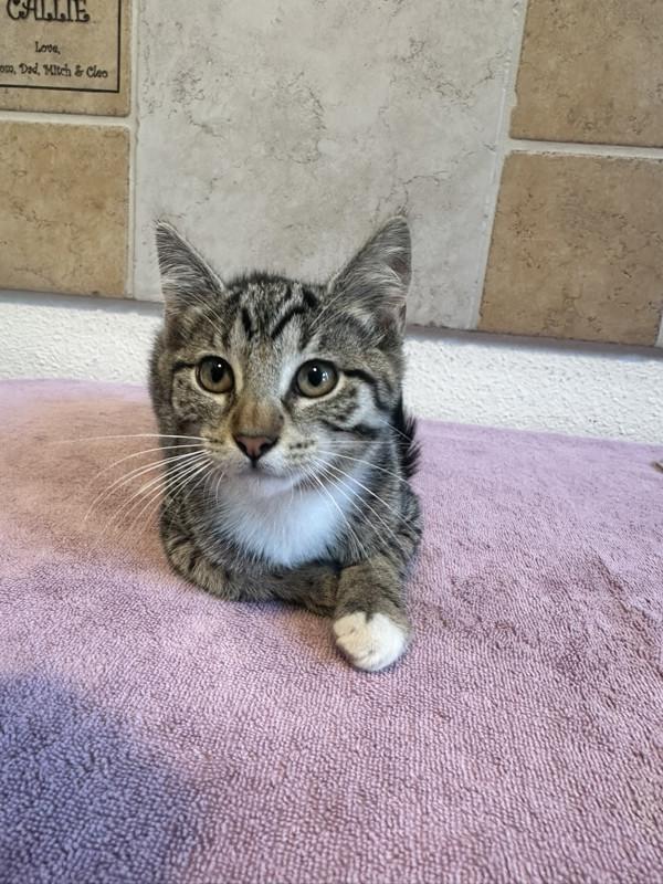 Viv, Adoptable, Young Female Domestic Short Hair.