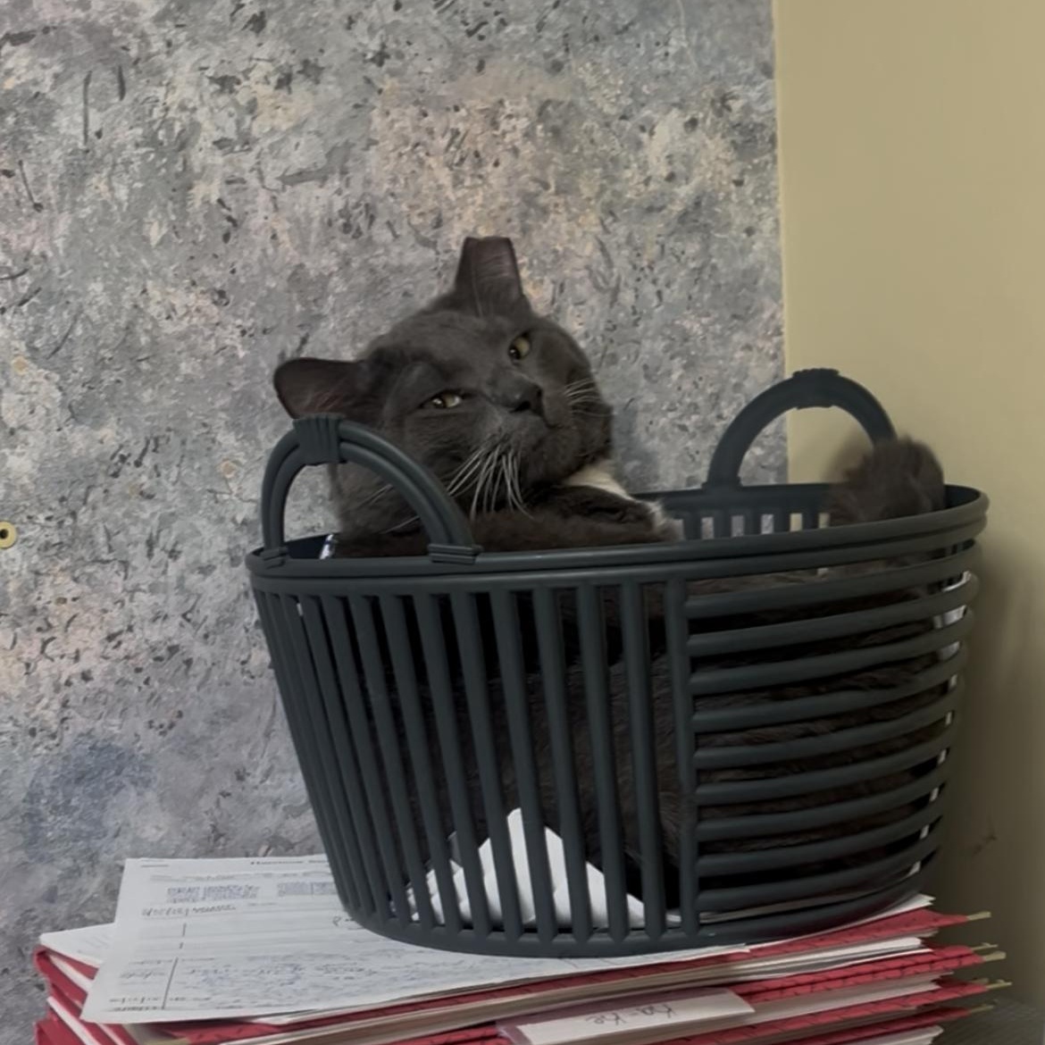 Everest, a ADOPTABLE mixed breed in Omaha, NE image 2/3