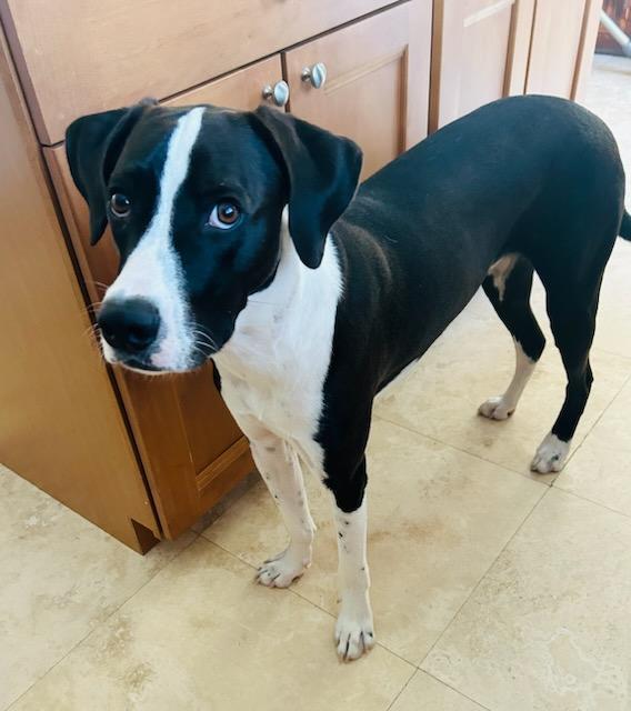 Enlarge R-Shadow, a Adoptable mixed breed in Oviedo, FL image 2/3