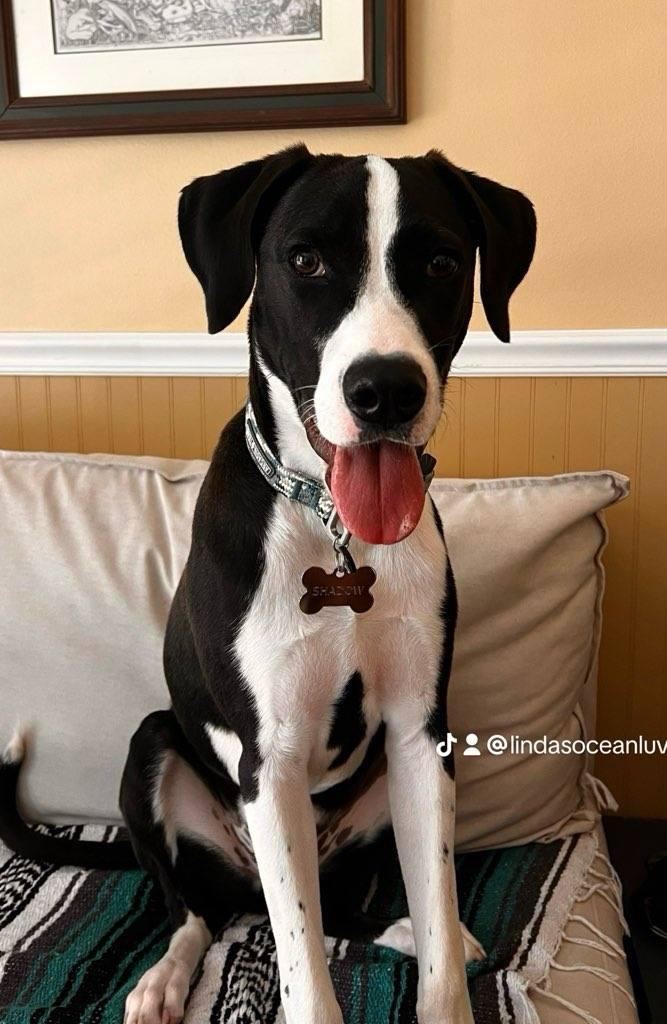 Enlarge R-Shadow, a Adoptable mixed breed in Oviedo, FL image 3/3