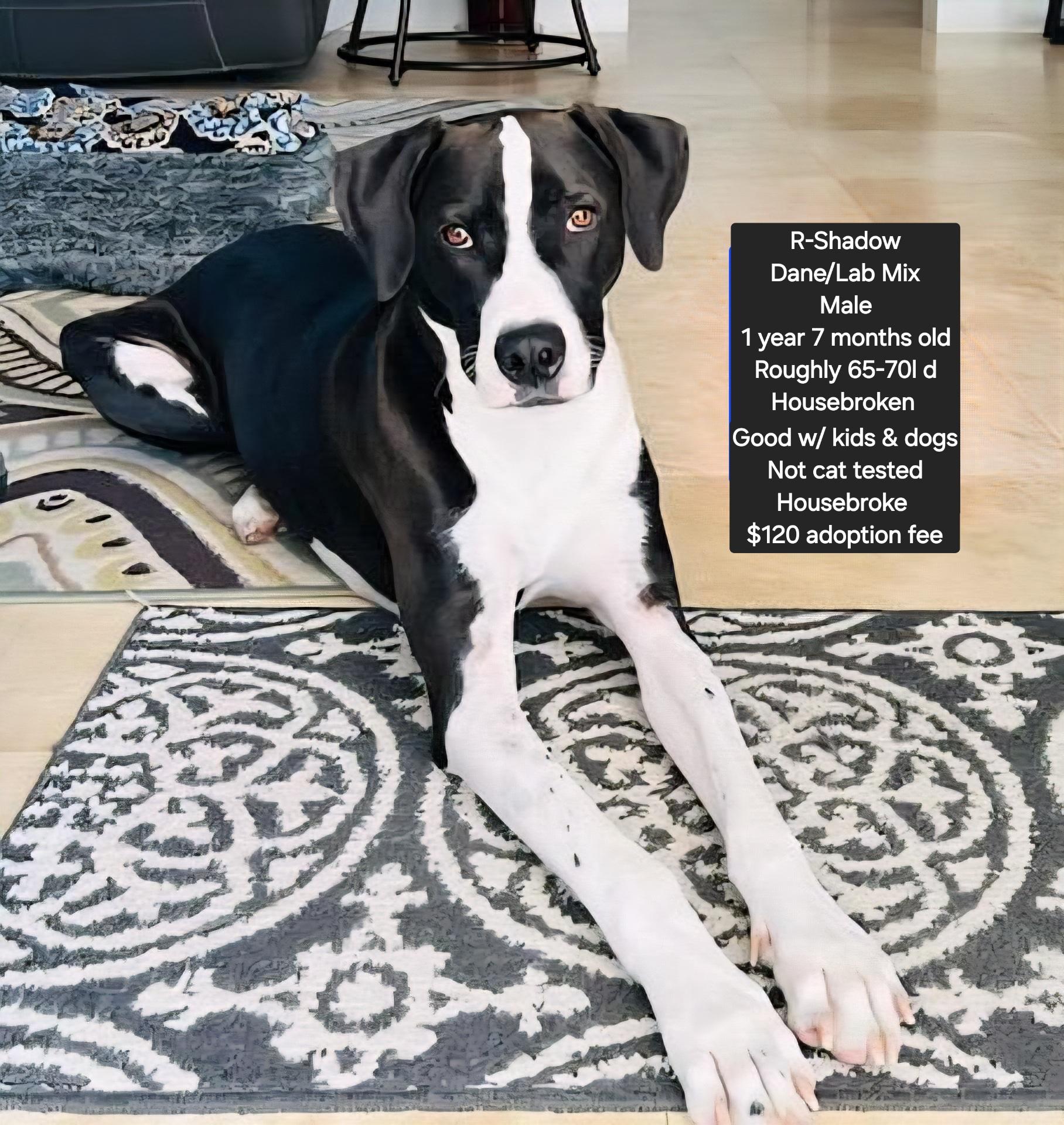 Enlarge R-Shadow, a Adoptable mixed breed in Oviedo, FL image 1/3