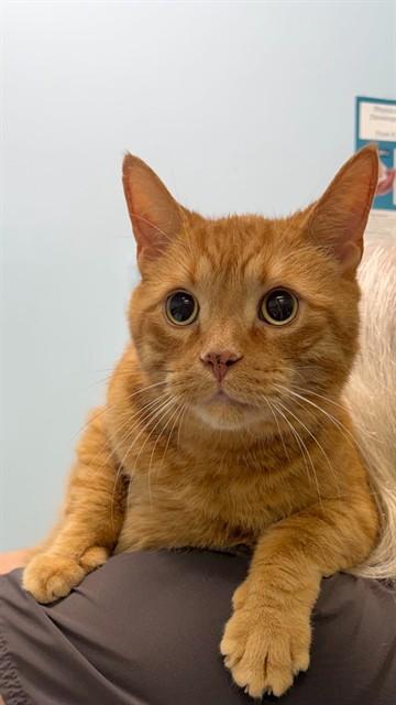 Enlarge FUEGO, a Adoptable Domestic Short Hair in London, ON image 1/1