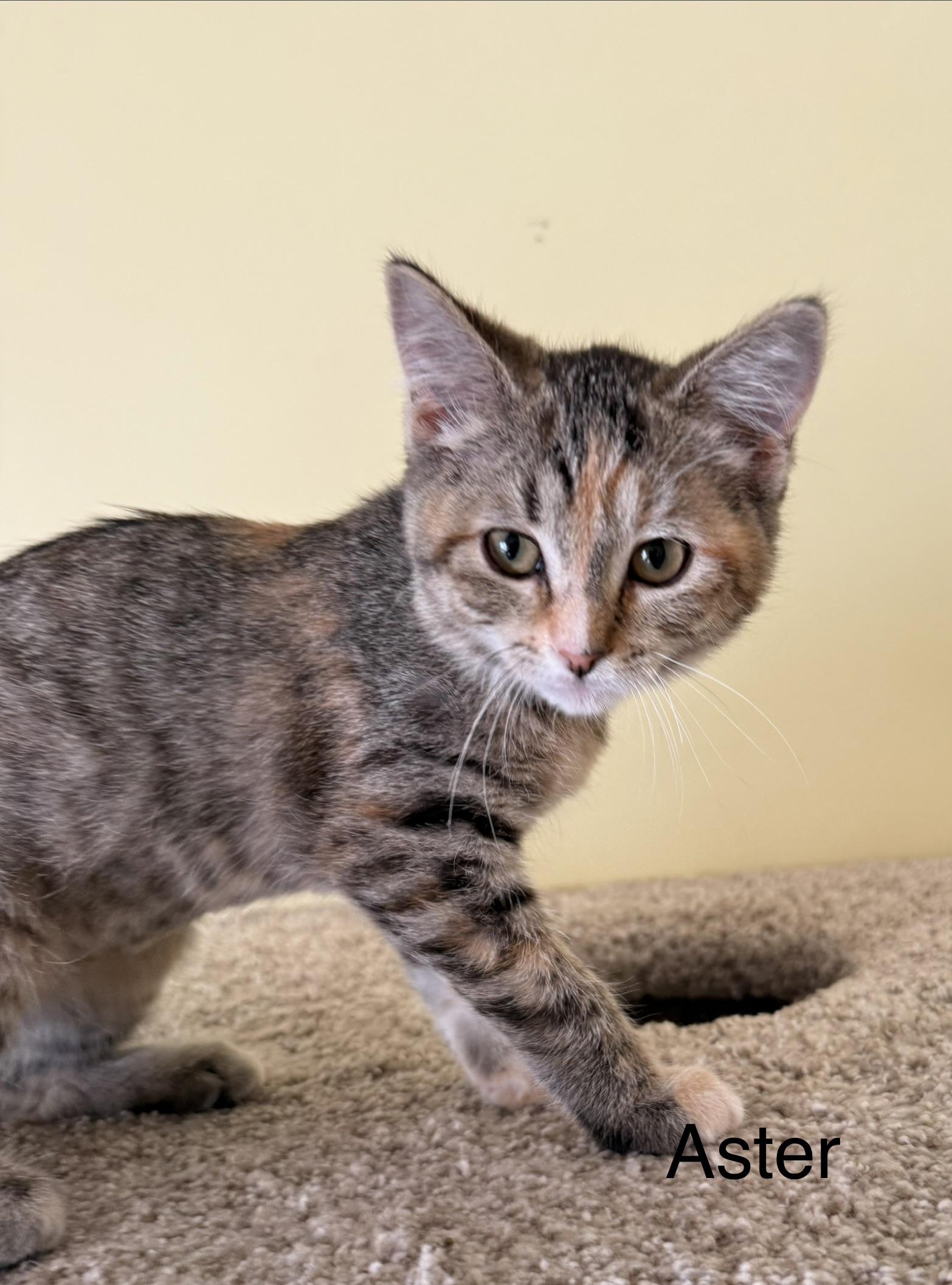 Aster, adopted, Kitten Female Domestic Short Hair.